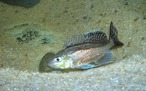 Tropheus