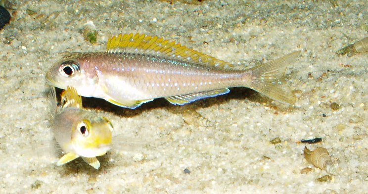 Tropheus