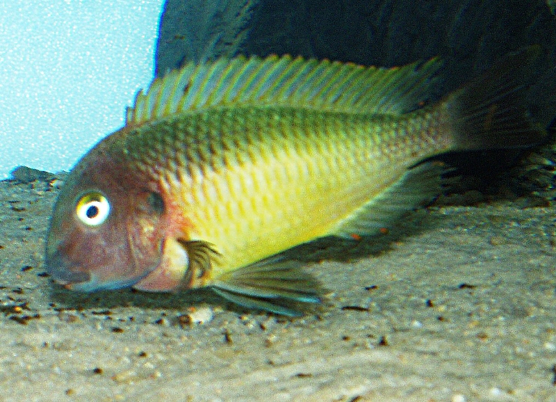 Tropheus