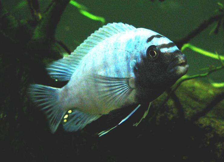 Tropheus